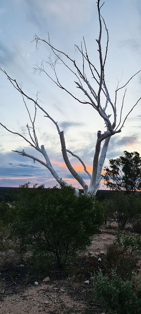 White tree branches against a colourful sunset in a remote landscape